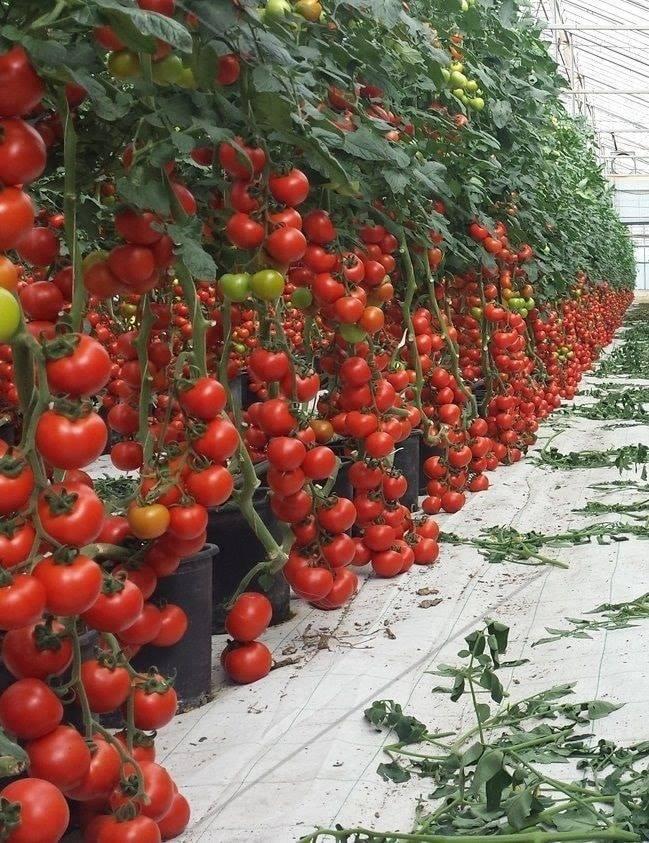 WhatsApp Image 2025-06-24 at 15.46.03 (2)